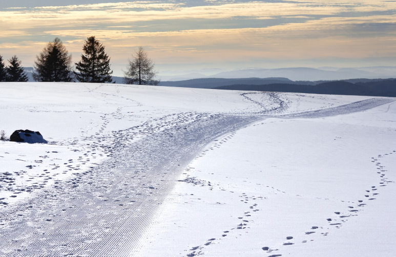 Coyote Tracks in Snow